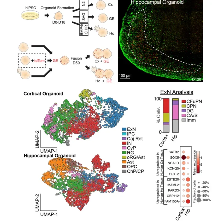 A a schematic illustrating how we differentiate hippocampal versus cortical organoids and assembloids.