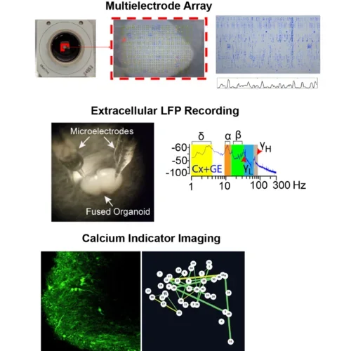 Images showing examples of the three main electrophysiology recording approaches used by our lab.